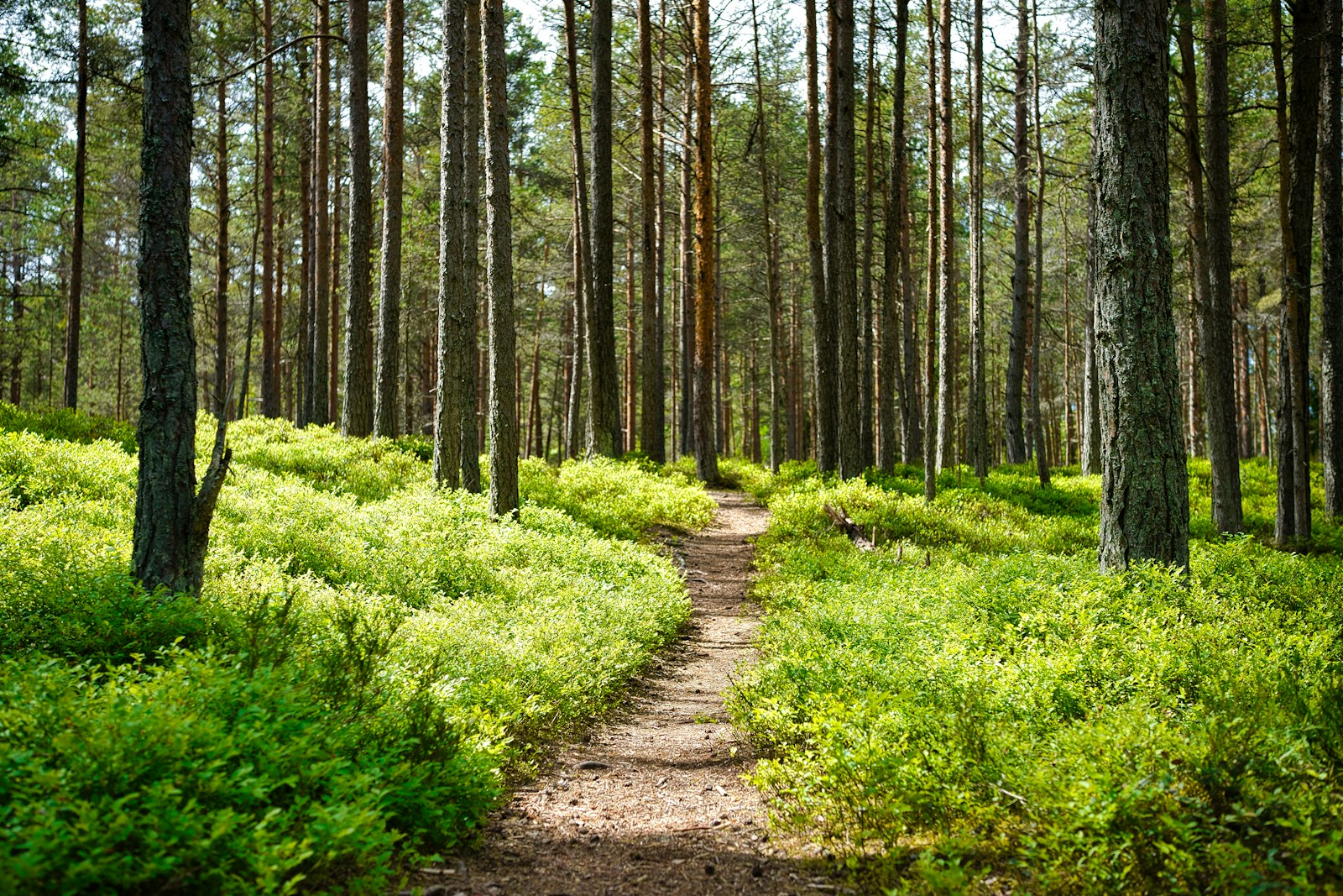Dirt trail winding through green woods