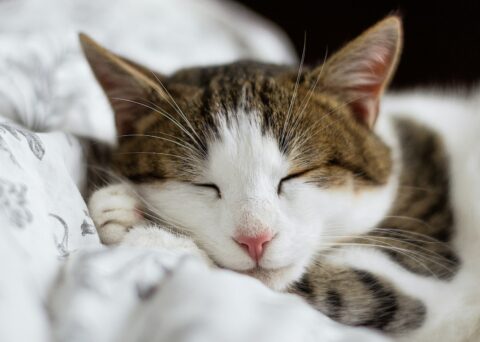 Cat asleep with its eyes closed on a white blanket