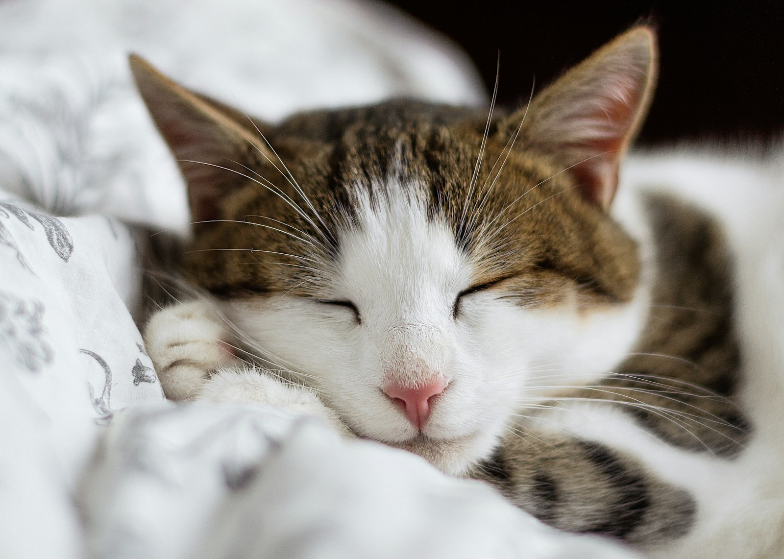 Cat asleep with its eyes closed on a white blanket